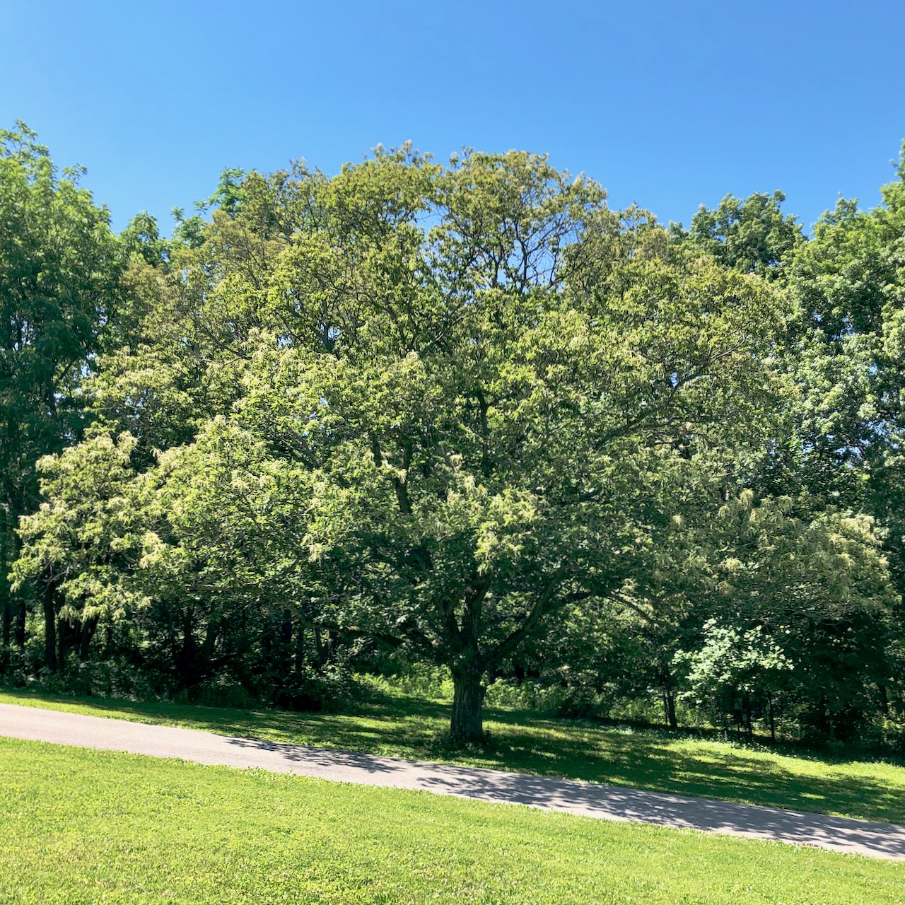 A mature chestnut tree growing alone in a shade form rather than a forest canopy form, just behind a road in the foreground, and with a forest behind it, though the chestnut stands alone in grass